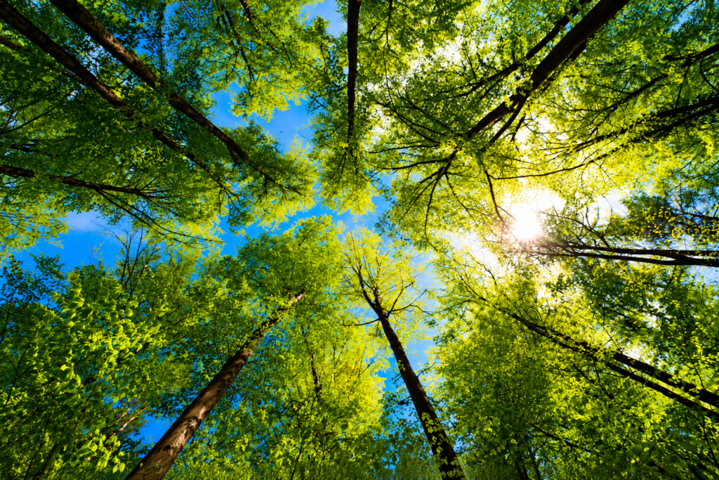 Environmental NGO Working to Protect Nature, Restore Ecosystems &amp; Empower Communities